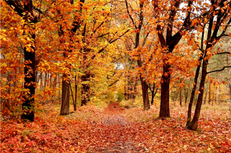 Herfst okt25 ob