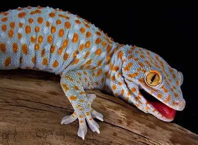 Reptiel